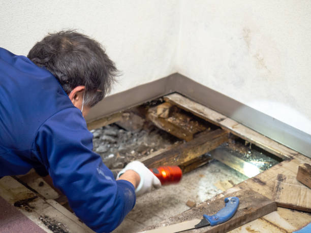 Best Black Mold Remediation in Texarkana, TX