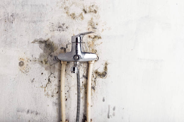 Best Bathroom Mold Remediation in Texarkana, TX