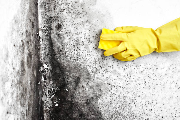 Best Basement Mold Remediation in Texarkana, TX