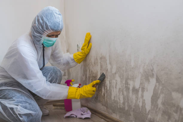 Best Commercial Mold Remediation in Texarkana, TX