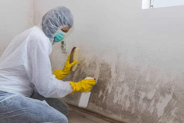 Best Basement Mold Remediation in Texarkana, TX