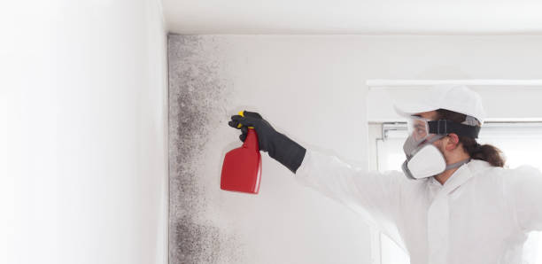Best Insurance-Related Mold Remediation in Texarkana, TX