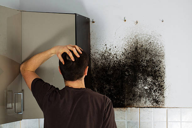 Best Attic Mold Remediation in Texarkana, TX