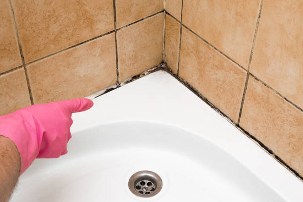 Best Basement Mold Remediation in Texarkana, TX
